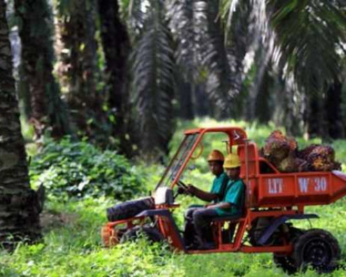 Kementan: Sekto Perkebunan Paling Besar Serap KUR