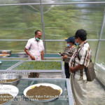 Poktan di NTT Produksi Kopi dan Teh Kelor Mujizat