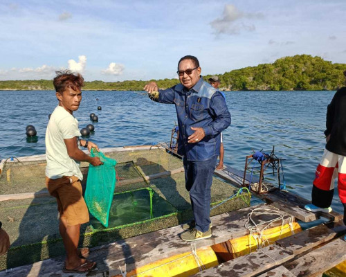 Budidaya Lopster NTT Siap Panen Oktober 2023
