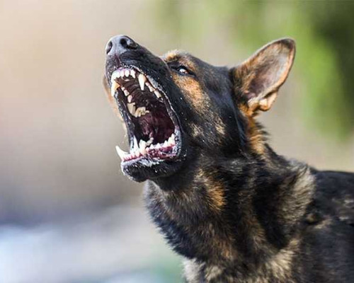Rabies di TTS, 10 Terinfeksi Satu Meninggal