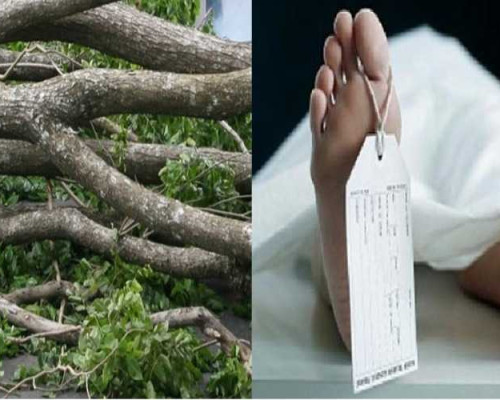 Warga Kupang Tewas Tertimpa Pohon yang Ditebang