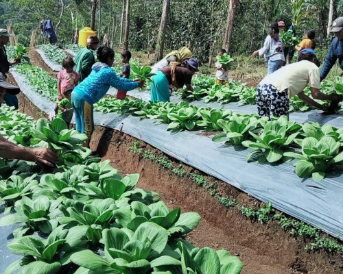 Kelompok Tani Poco Leok Binaan PLN Raup Keuntungan Jutaan Rupiah
