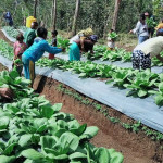 Kelompok Tani Poco Leok Binaan PLN Raup Keuntungan Jutaan Rupiah