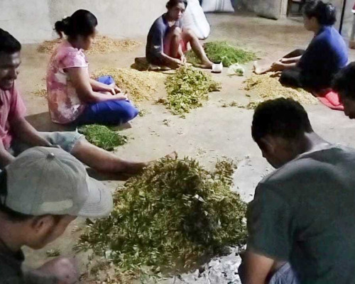 Dekat PLTP Ulumbu, Produktivitas Cengkeh Tetap Optimal