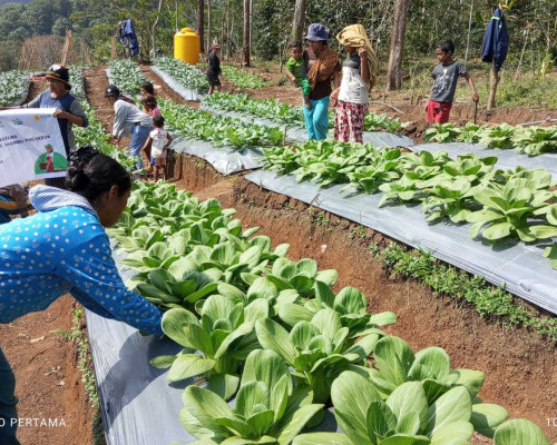 PLN Komit Lanjutkan Program Hortikultura Kelompok Tani Poco Leok