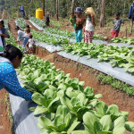 PLN Komit Lanjutkan Program Hortikultura Kelompok Tani Poco Leok