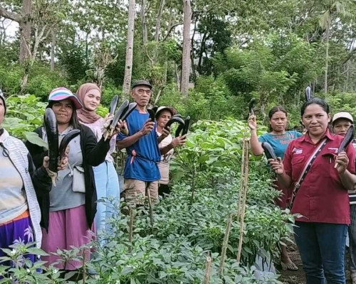 Poktan Binaan PLN UIP Nusra Kembali Panen Hasil Budidaya Hortikultura