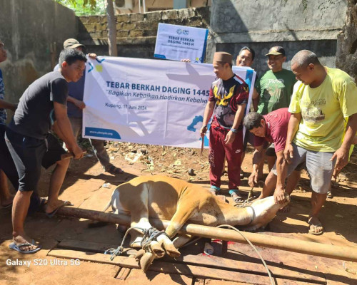 Rayakan Idul Adha, PLN UIP Nusra Salurkan 15 Ekor Sapi dan 4 Ekor Kambing untuk Warga Sekitar  Perus