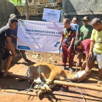 Rayakan Idul Adha, PLN UIP Nusra Salurkan 15 Ekor Sapi dan 4 Ekor Kambing untuk Warga Sekitar  Perus