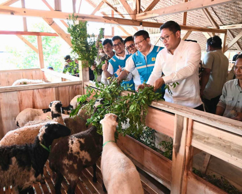 Terus Kembangkan Bahan Co-Firing Biomassa, PLN dan Kementan Luncurkan Model Pertanian Terpadu
