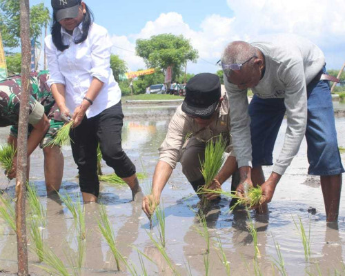 Alexon Lumba Canangkan Gerakan Petani Cepat Tanam Padi di Kabupaten Kupang