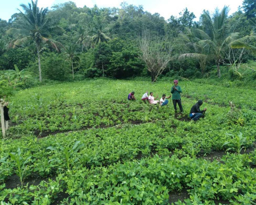 Sambut Idulfitri, PLN dan Poktan Nubahaeraka Siapkan Panen Bersama Program CSR Berbasis Pertanian