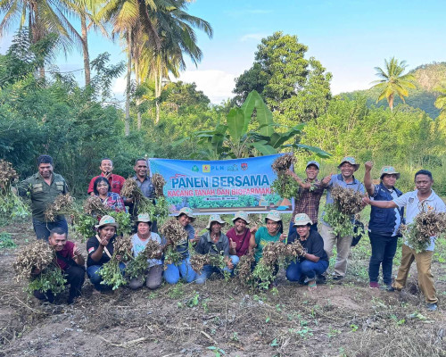 Poktan Nubahaeraka Sekitar Kawasan Pembangunan PLTP Atadei Panen Bersama Kacang Tanah