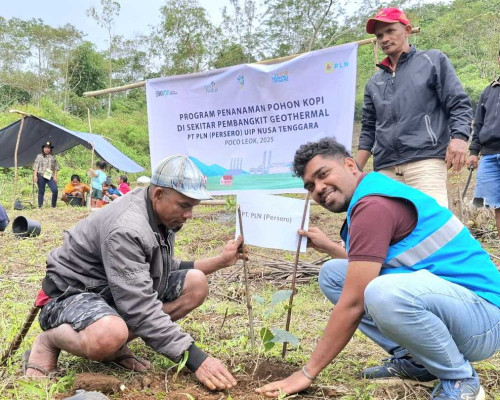 HLH Sedunia, PLN UIP Nusra Gandeng Petani Poco Leok Tanam 4.800 Anakan Kopi di Kawasan PLTP Ulumbu