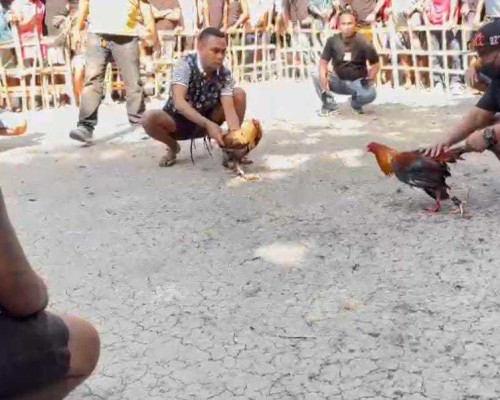 Kanit Reskrim Polsek Molut Polres TTS Diduga Terlibat Judi Sambung Ayam di Kupang