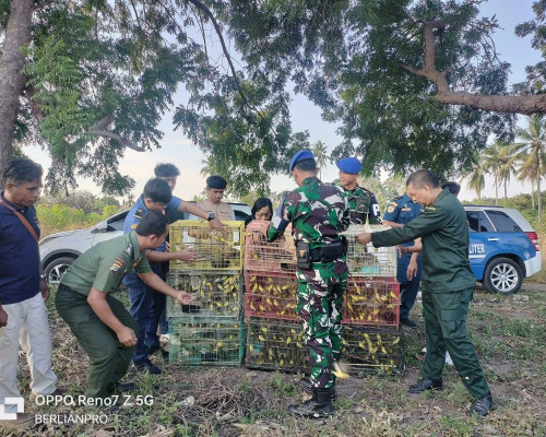 Petugas Gabungan Gagalkan Penyelundupan 1.260 Ekor Burung Dilindungi ke Surabaya