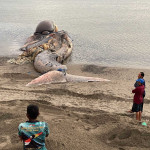 Bangkai Paus Raksasa Yang Terdampar di TTU, Berhasil Dievakuasi dan Dikubur