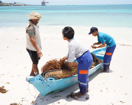 PLN UIP Nusra Gandeng Politeknik  Kupang Dorong Peningkatan Produksi Rumput Laut
