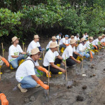 HMPI 2025, PLN Grup NTB Tanam 5.000 Bibit Mangrove di Pesisir Lombok Timur