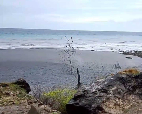 Semburan Lumpur di Bukit Liman Pulau Semau Viral di Media Sosial