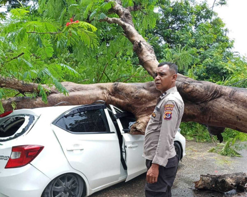 ‎Pohon Tumbang Timpa Mobil dan Usaha Cuci Motor di Kolhua, Tiga Orang Terluka Ringan