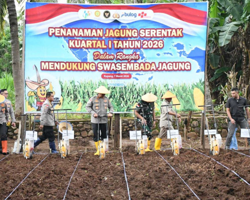 Tanam Serentak, Polda NTT Targetkan 10.000 Hektar Jagung Dukung Swasembada Pangan