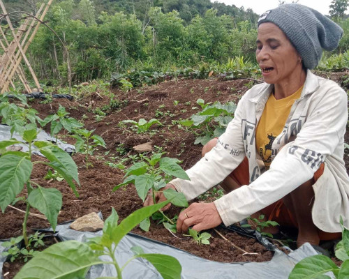 ‎Sebulan Panen, Warga Tantong Raup Rp5 Juta dari Program Hortikultura PLN