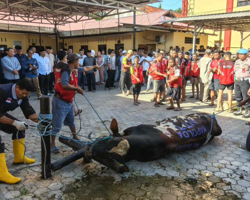 Polda NTT dan Jajaran Sembelih 148 Hewan Kurban, Naik dari Tahun Lalu