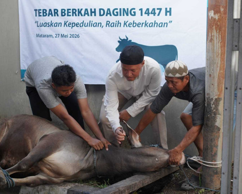 18 Sapi dan 9 Kambing, Kurban PLN UIP Nusra Jangkau Tiga Pulau