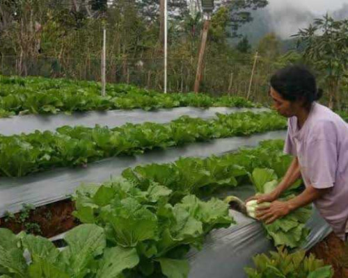 ‎PLN UIP Nusra Raih TOP CSR Awards 2026 Lewat Program Air Bersih dan Hortikultura di Ulumbu