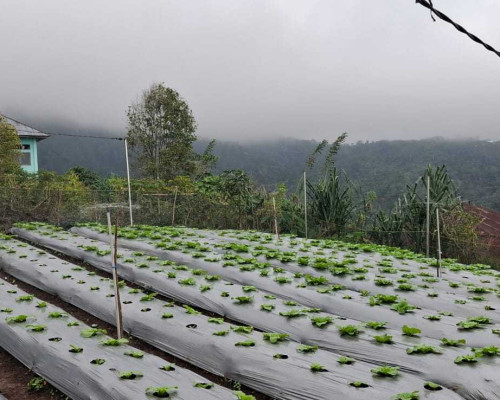 ‎Cara PLN Mengubah Nasib Petani di Kaki Ulumbu