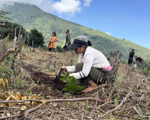 ‎PLN Luncurkan Agroforestry Hetero di Desa Wewo