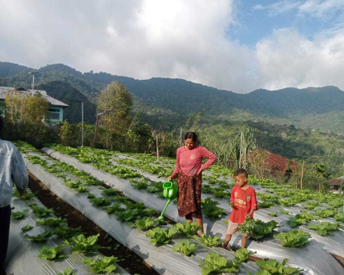 ‎Cara PLN Mengubah Nasib Petani di Kaki Ulumbu